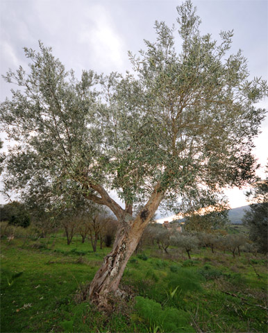 adotta_ulivo